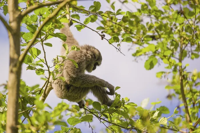 Framed Print : A White-handed gibbon, Hylobates lar