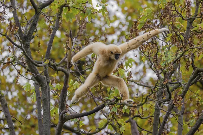 Framed Print : A White-handed gibbon, Hylobates lar