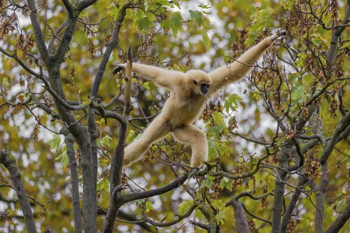 Framed Print : A White-handed gibbon, Hylobates lar
