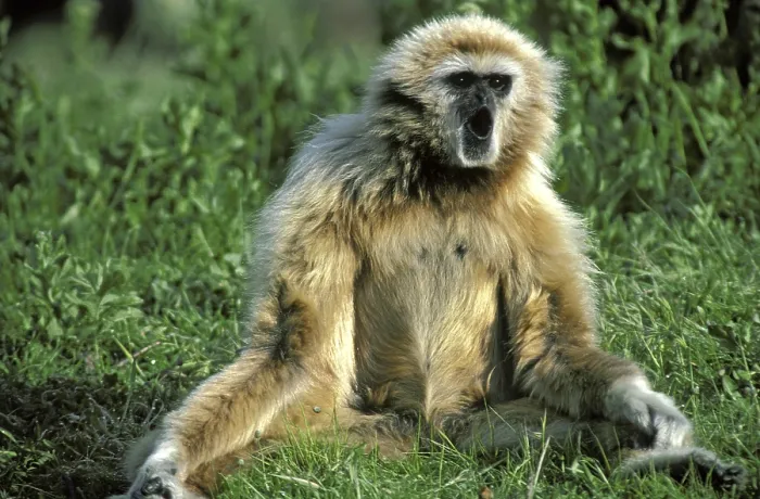 Framed Print : White-Handed Gibbon (hylobates lar)