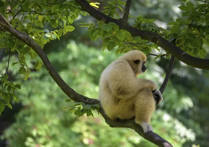 Framed Print : White-handed gibbon (Hylobates lar) Framed Print : White-handed gibbon (Hylobates lar)
