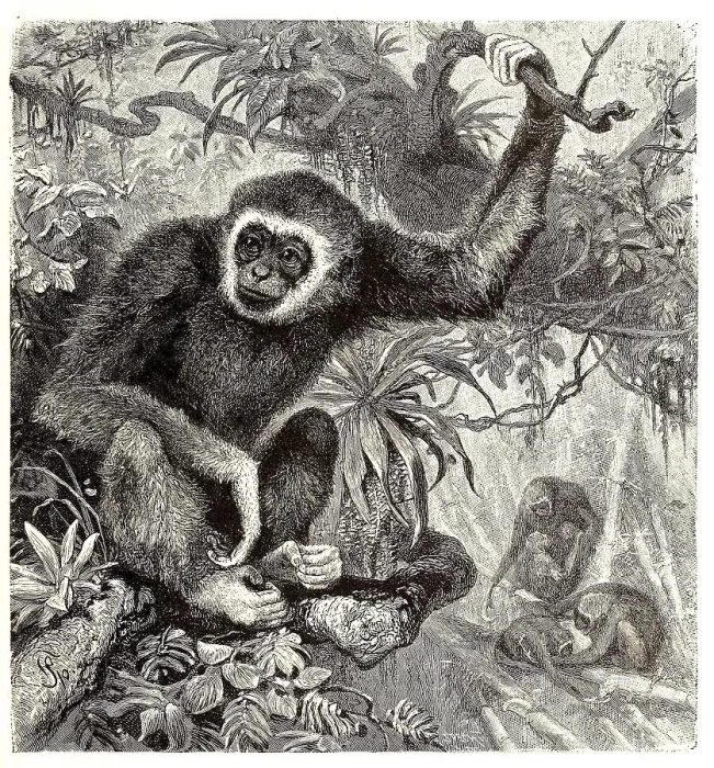 Framed Print : White-handed gibbon (Hylobates lar) or Lar Framed Print : White-handed gibbon (Hylobates lar) or Lar