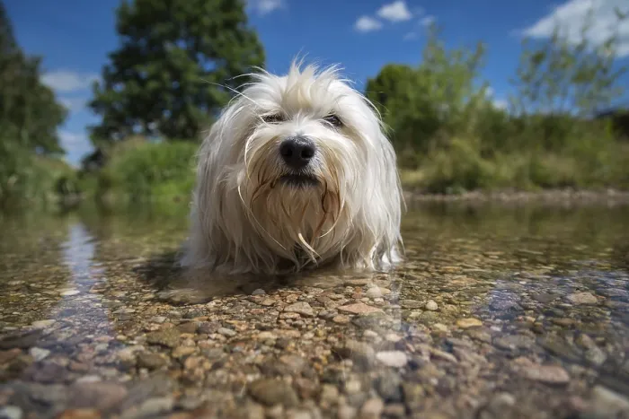 Framed Print : A white Havanese makes room in the water and really cools off on a sunny