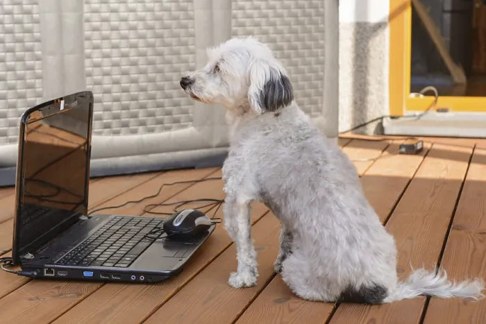 Framed Print : White Havanese sits curiously in front of a laptop Framed Print : White Havanese sits curiously in front of a laptop
