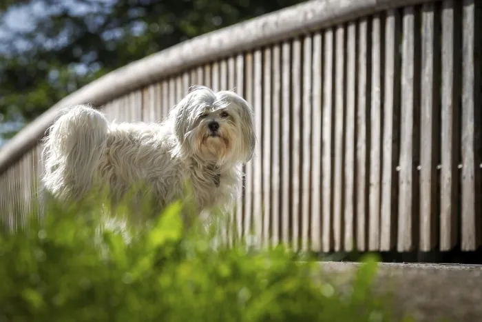 Framed Print : White Havanese standing in front of a bridge Framed Print : White Havanese standing in front of a bridge