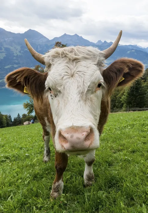 Framed Print : White head of cow with eyes and lashes and serveral flies in meadow in Switserland