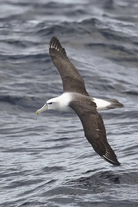 Framed Print : White-headed albatross (Thalassarche steadi) Framed Print : White-headed albatross (Thalassarche steadi)