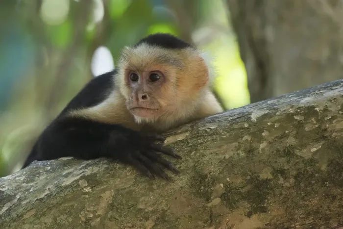 Framed Print : White-headed capuchin (Cebus capucinus) Framed Print : White-headed capuchin (Cebus capucinus)