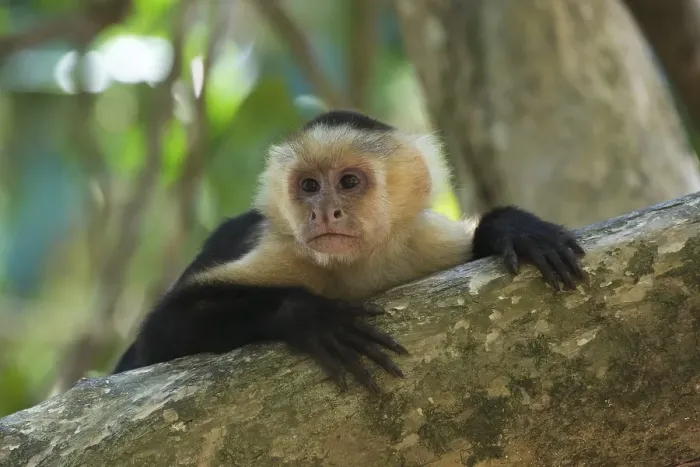 Framed Print : White-headed capuchin (Cebus capucinus)