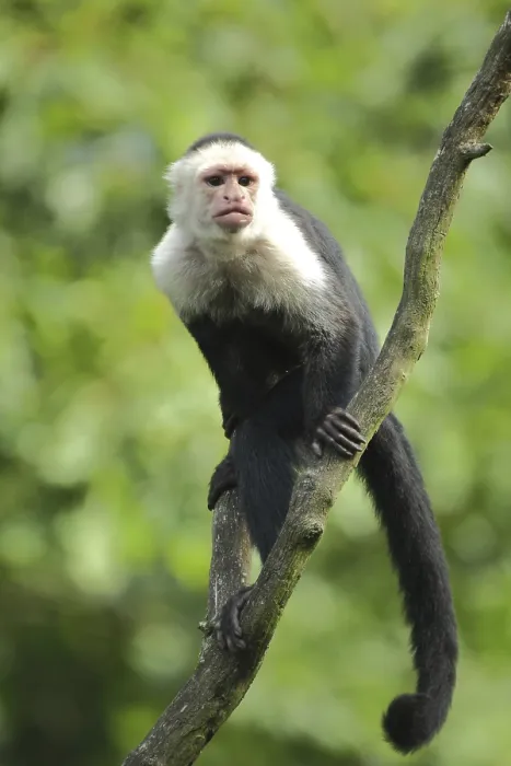 Framed Print : White-headed capuchin (Cebus capucinus) Framed Print : White-headed capuchin (Cebus capucinus)