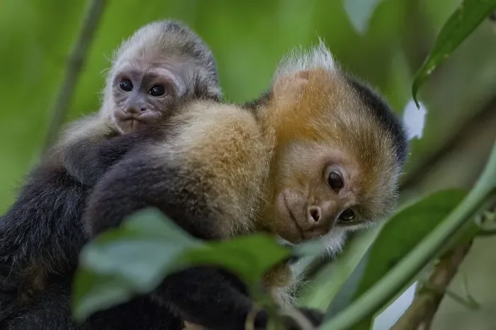 Framed Print : White-headed capuchin (Cebus capucinus) with infant