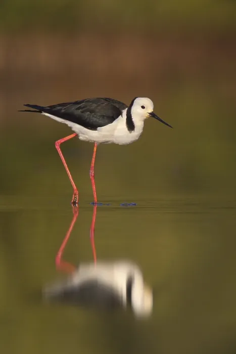 Framed Print : White-headed Stilt (Himantopus leucocephalus) Framed Print : White-headed Stilt (Himantopus leucocephalus)