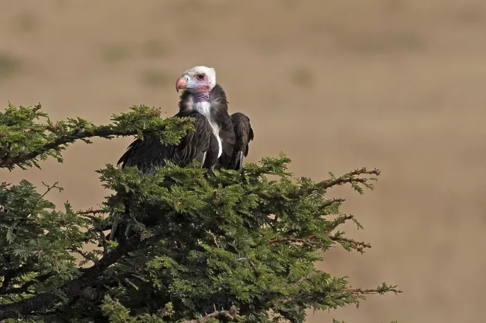 Framed Print : White Headed Vulture (trigonoceps occipitalis) Framed Print : White Headed Vulture (trigonoceps occipitalis)