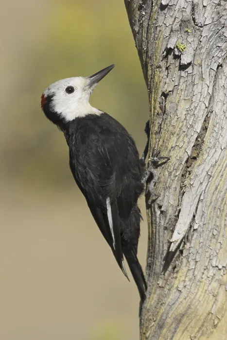 Framed Print : White-headed Woodpecker (Leuconotopicus albolarvatus) Framed Print : White-headed Woodpecker (Leuconotopicus albolarvatus)