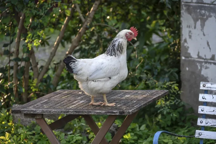 Framed Print : A white hen (Gallus gallus domesticus) on a garden table