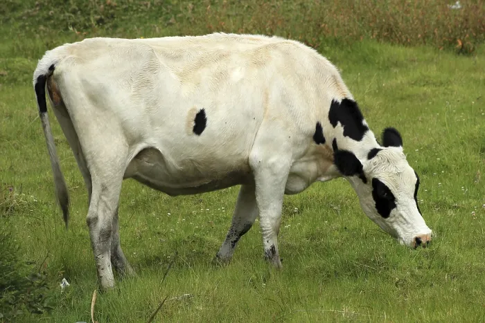 Framed Print : A white Holstein cow grazing in a farmers pasture in Cotacachi