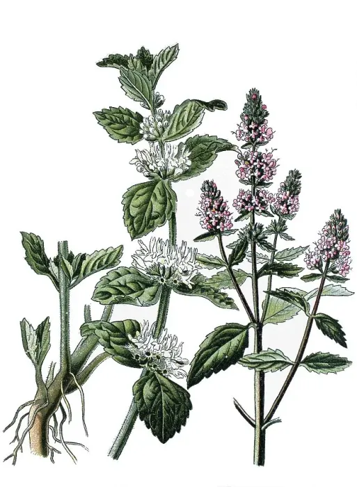 Framed Print : White horehound (Marrubium vulgare) on the left Framed Print : White horehound (Marrubium vulgare) on the left
