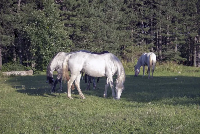 Framed Print : White horses grazing in a sunlit field surrounded by dense forest