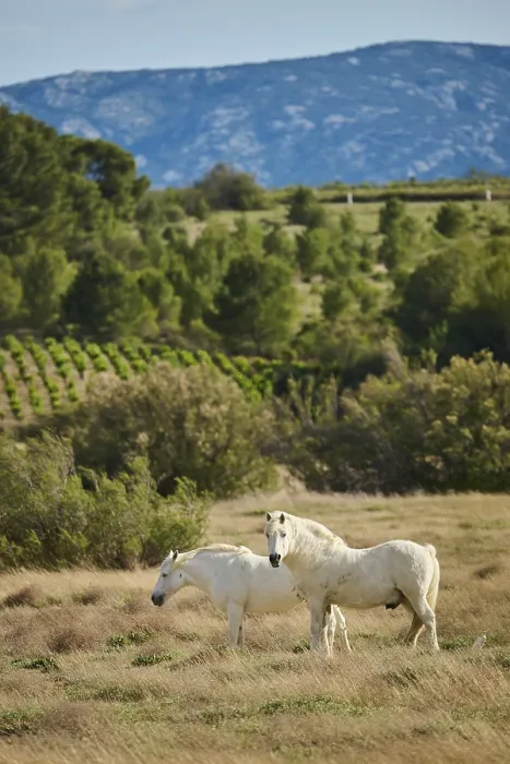 Framed Print : White horses standing on a meadow, France, Europe