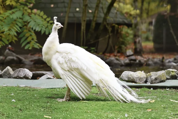 Framed Print : White Indian peafowl Pavo cristatus mut