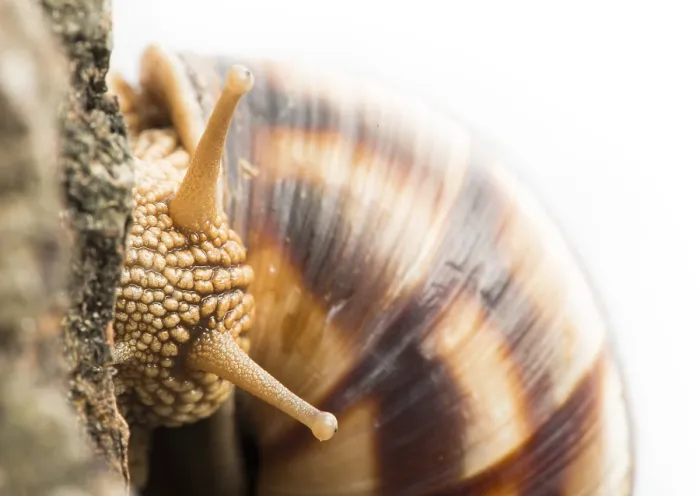 Framed Print : White isolated snail. Studio shot