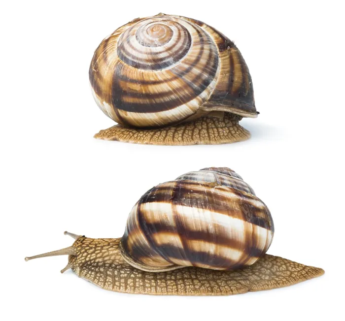 Framed Print : White isolated snail. Studio shot