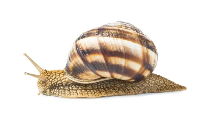 Framed Print : White isolated snail. Studio shot