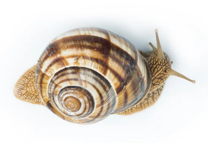 Framed Print : White isolated snail. Studio shot