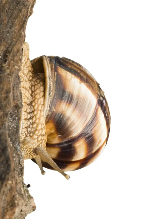 Framed Print : White isolated snail. Studio shot