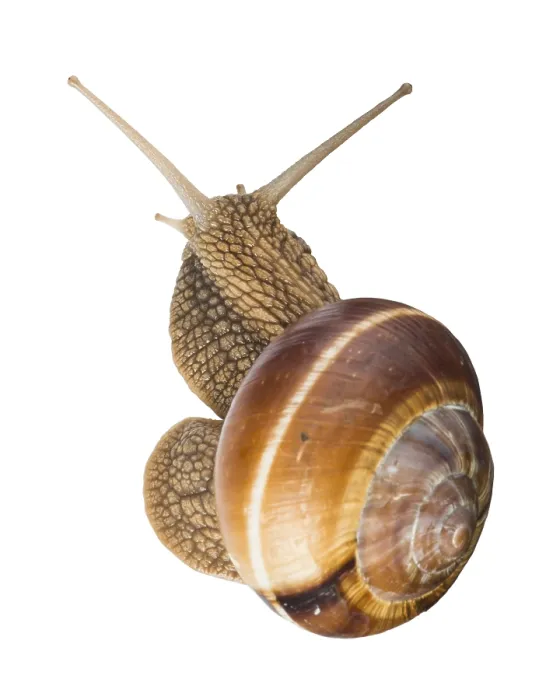 Framed Print : White isolated snail. Studio shot
