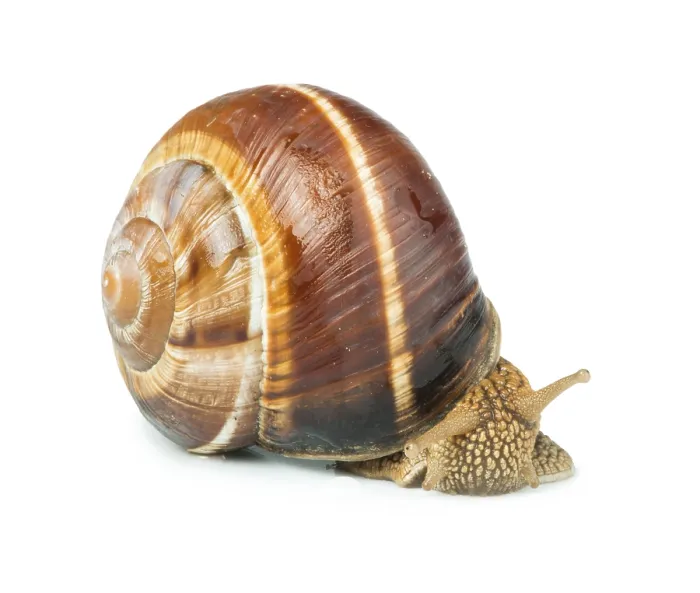Framed Print : White isolated snail. Studio shot