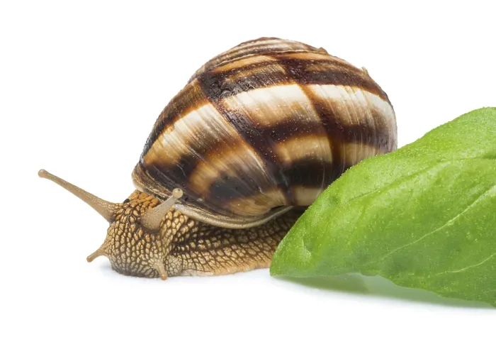 Framed Print : White isolated snail. Studio shot