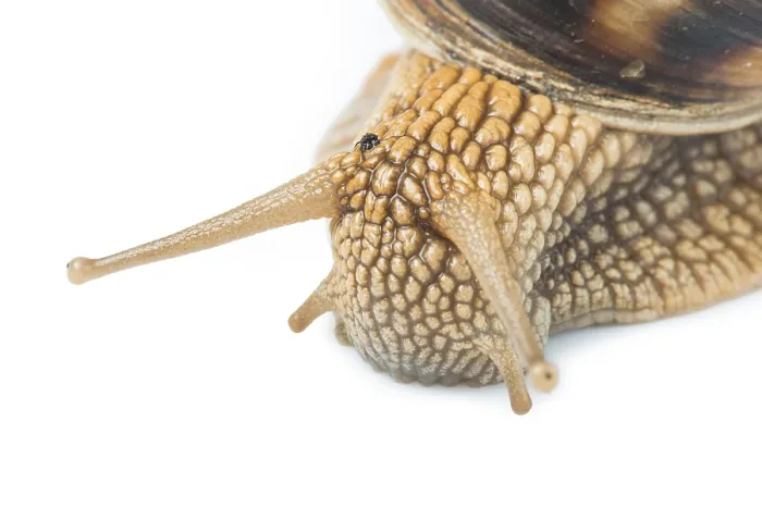Framed Print : White isolated snail. Studio shot