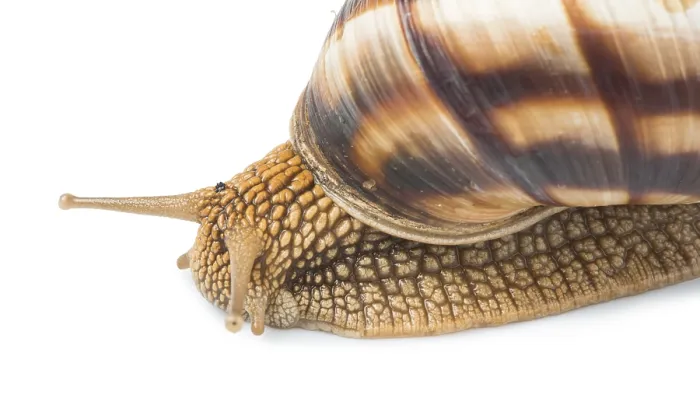 Framed Print : White isolated snail. Studio shot
