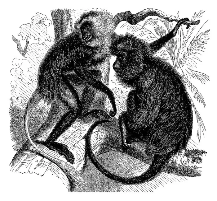 Framed Print : White king colobus (Colobus polykomos) Framed Print : White king colobus (Colobus polykomos)