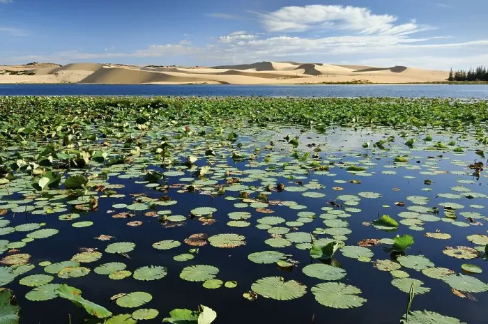 Framed Print : White Lake with water lilies, sand dune behind the White Sand Dunes