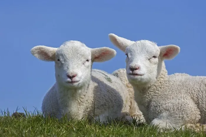 Framed Print : Two white lambs of domestic sheep portrayed resting in field against blue sky in spring Framed Print : Two white lambs of domestic sheep portrayed resting in field against blue sky in spring