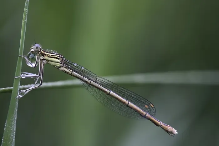 Framed Print : White-legged Damselfly (Platycnemis pennipes) Framed Print : White-legged Damselfly (Platycnemis pennipes)