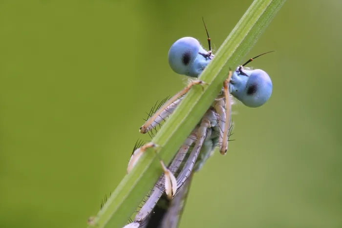 Framed Print : White-legged Damselfly (Platycnemis pennipes)