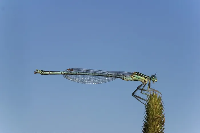 Framed Print : White-legged Damselfly (Platycnemis pennipes)