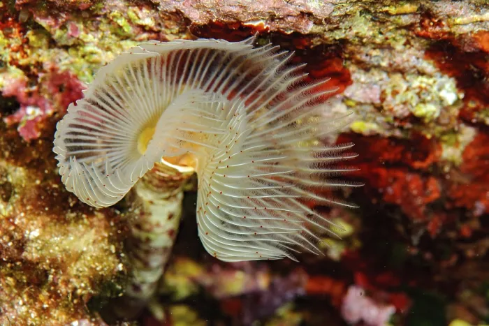 Framed Print : White lime tube worm, Smooth lime tube worm (Protula tubularia)