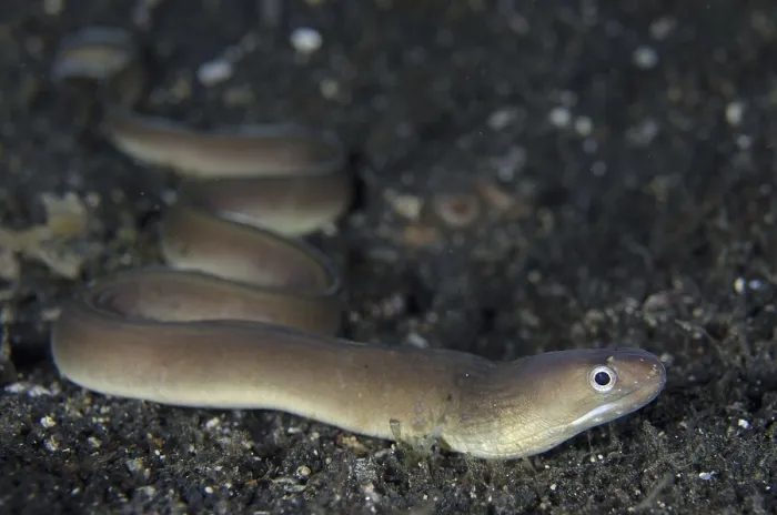 Framed Print : White-line moray, White-line moray eel
