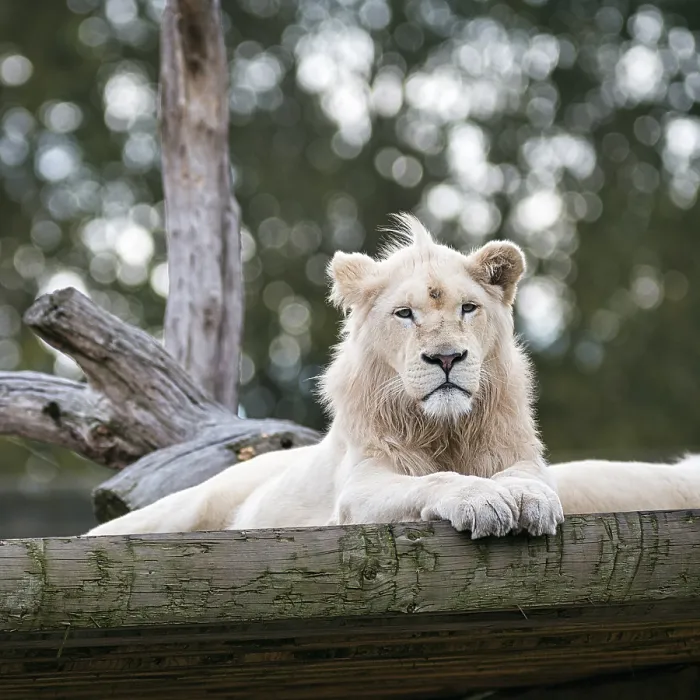 Framed Print : White lion (Panthera leo), male