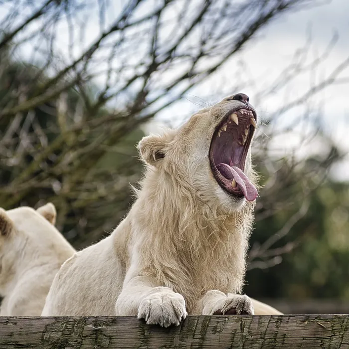 Framed Print : White lion (Panthera leo), male with mouth open