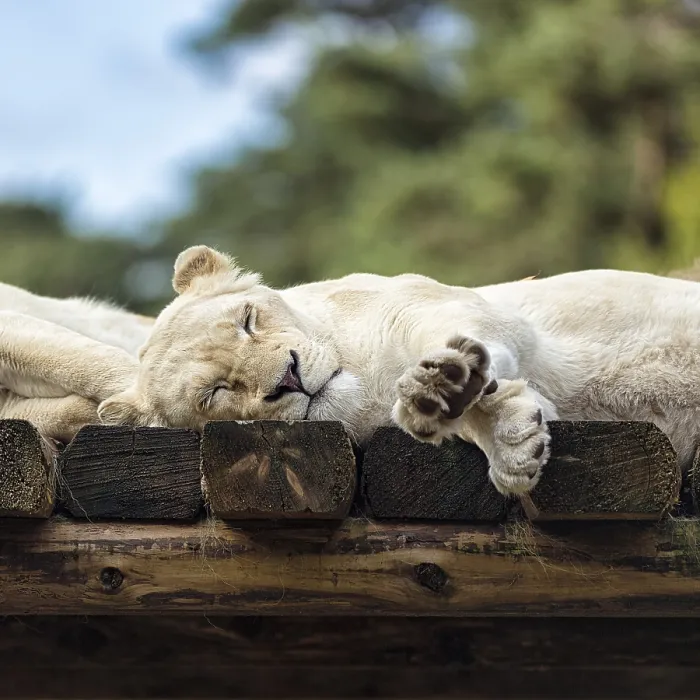 Framed Print : White lion (Panthera leo) resting