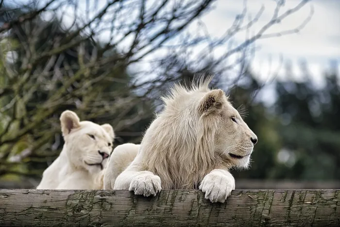 Framed Print : White lions (Panthera leo), pair