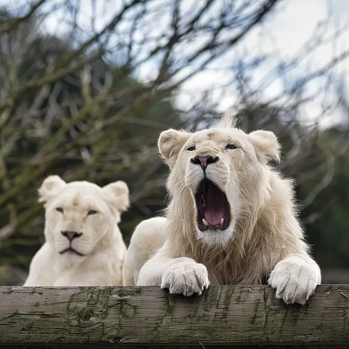 Framed Print : White lions (Panthera leo), pair