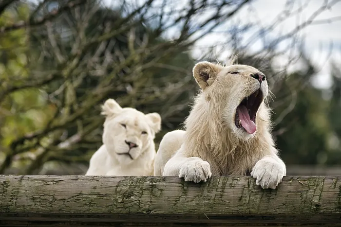 Framed Print : White lions (Panthera leo), pair