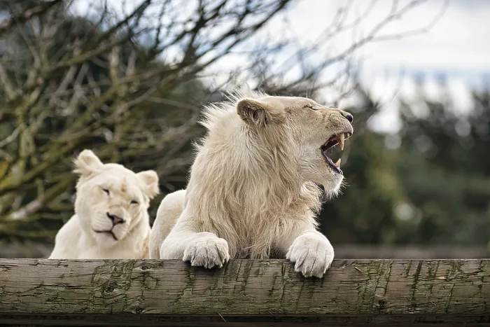 Framed Print : White lions (Panthera leo), pair