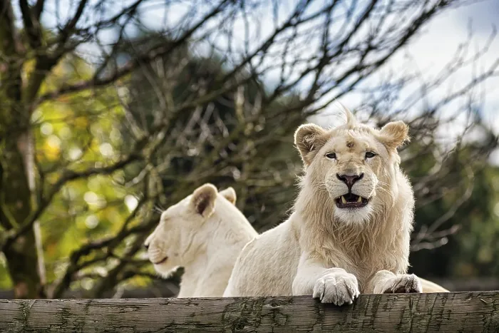 Framed Print : White lions (Panthera leo), pair